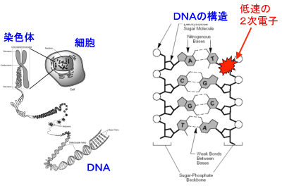 DNA